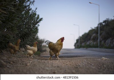 Chicken road a Italy