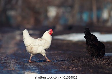 Explore chicken road game
